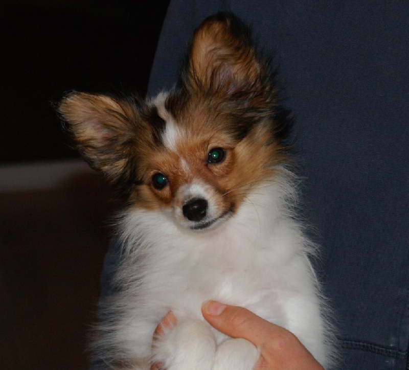 des Mascottes Vicoises - Epagneul nain Continental (Papillon) - Portée née le 29/09/2014